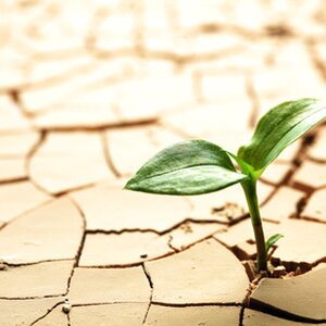 A small green shoot of plant emerging through dry cracked dirt